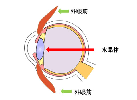 外眼筋と水晶体