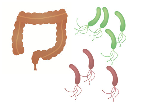 腸と細菌