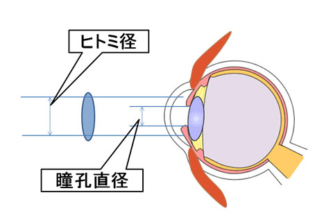 ヒトミ径と瞳孔